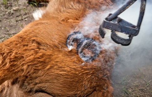 Branding Cattle the Right Way