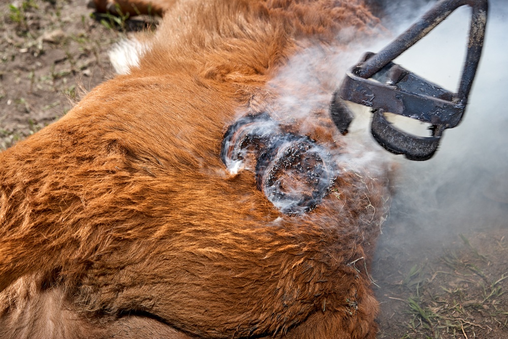 Branding Cattle the Right Way